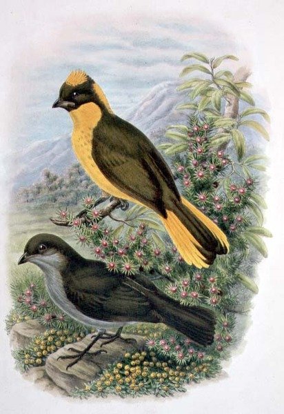 Prinodura Newtoniana ، Golden Bowerbird (لون ليثو) بواسطة وليام ماثيو هارت