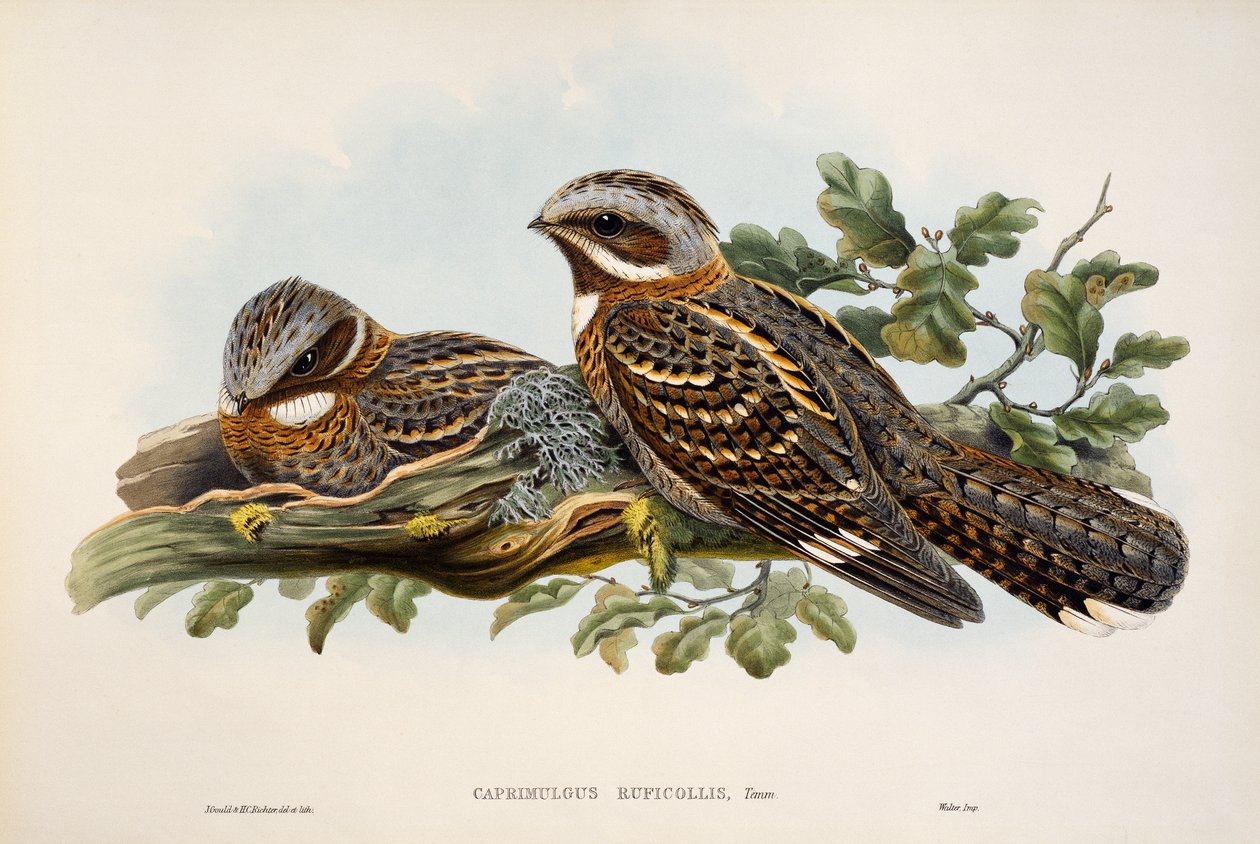 Nightjar أحمر العنق (Caprimulgus ruficollis) ، مطبوعة حجرية من طيور بريطانيا العظمى بواسطة وليام ماثيو هارت