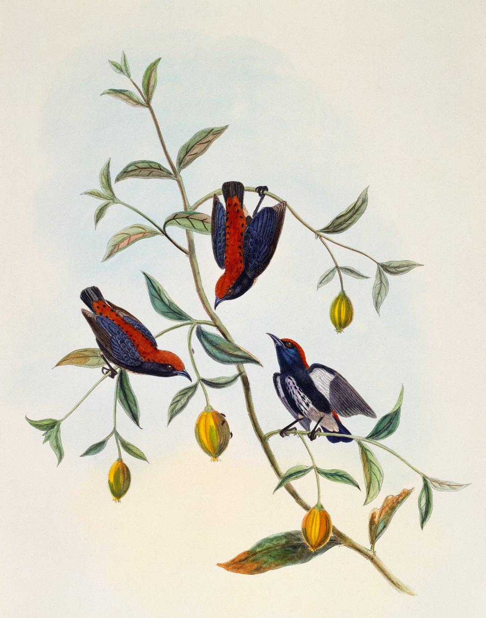 Scarlet-backed Flowerpecker (Dicaeum cruentatum), engraving by William Matthew Hart (1830-1908), United Kingdom بواسطة وليام ماثيو هارت