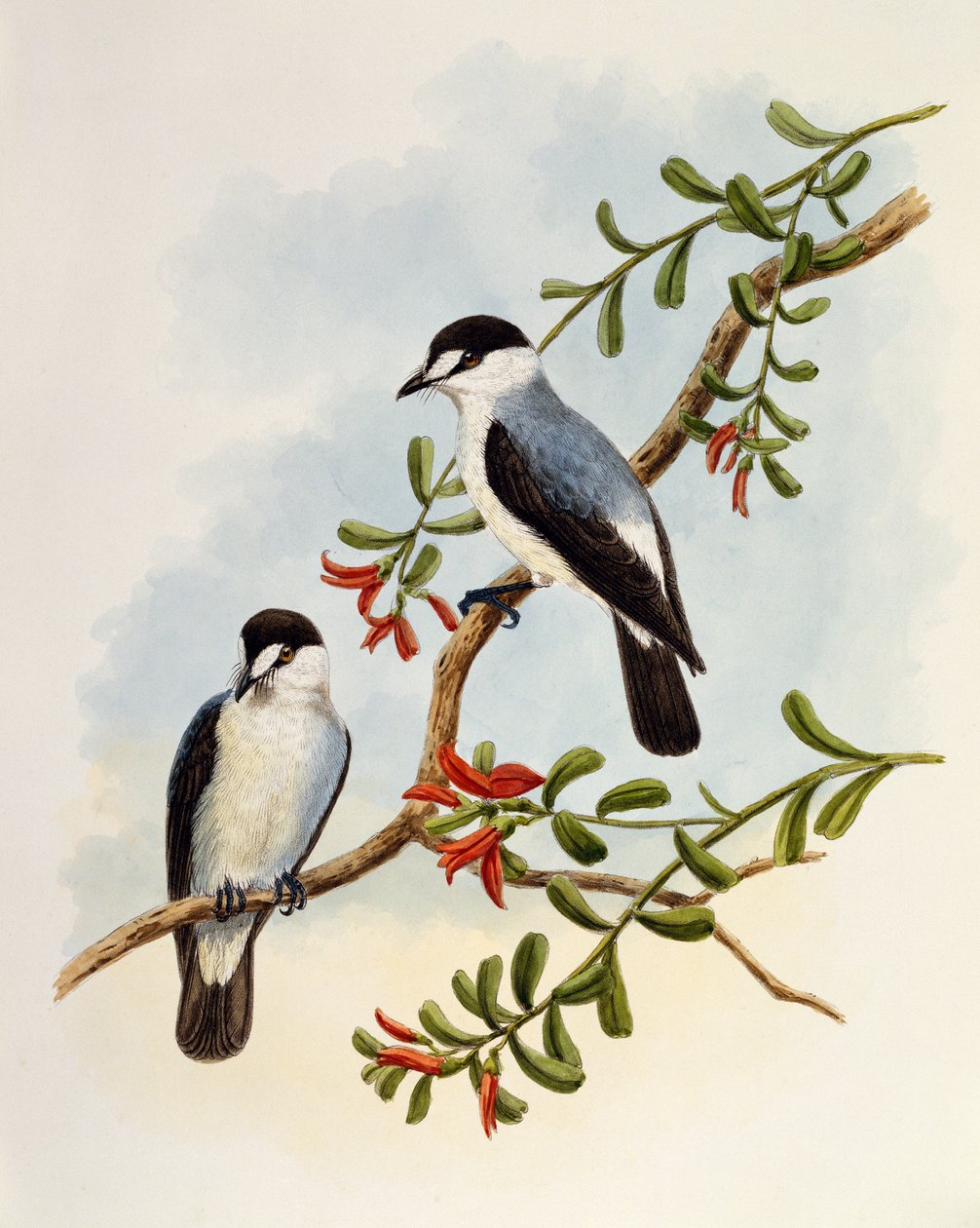 Torrent Robin (Monachella muelleriana), engraving by William Matthew Hart (1830-1908), United Kingdom بواسطة وليام ماثيو هارت
