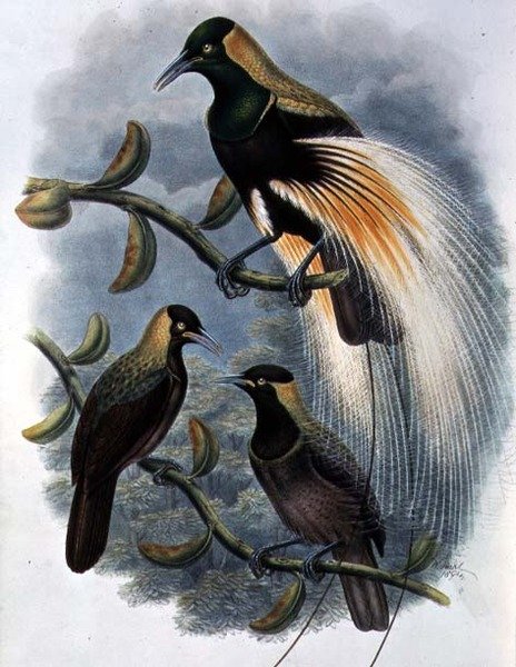 Trichoparadisea بواسطة William (لون ليثو) بواسطة وليام ماثيو هارت