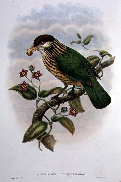 كاتبيرد أبيض الأذنين - Ailuroedus Buccoides (لون ليثو) بواسطة وليام ماثيو هارت
