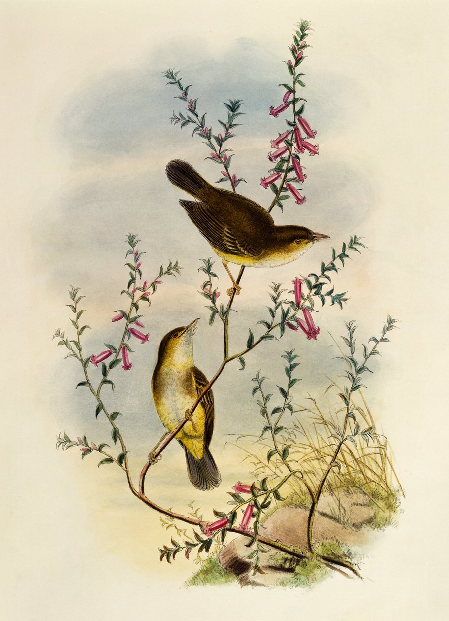 صائد الذباب الأبيض المرقط (Pseudogerygone notata) ، نقش بواسطة William Matthew Hart (1830-1908) ، المملكة المتحدة بواسطة وليام ماثيو هارت