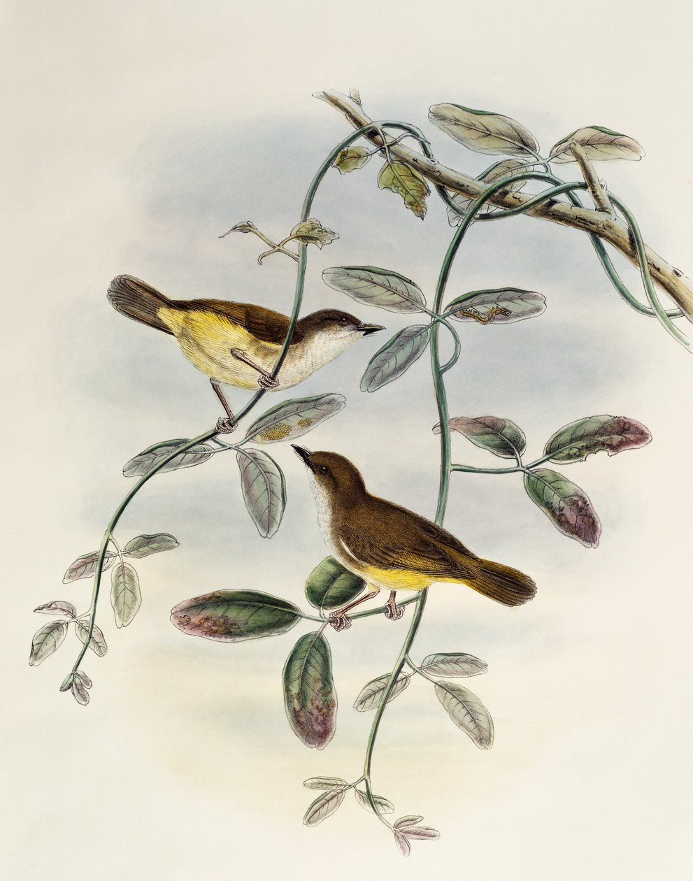 Gerygone أصفر البطن (Gerygone chrysogaster) ، مطبوعة حجرية من Birds of Asia بواسطة وليام ماثيو هارت