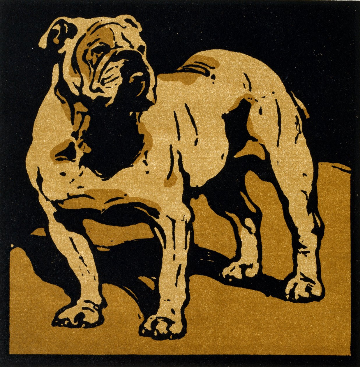The British Bull-Dog ، من "The Square Book of Animals" ، نشره William Heinemann بواسطة وليام نيكلسون