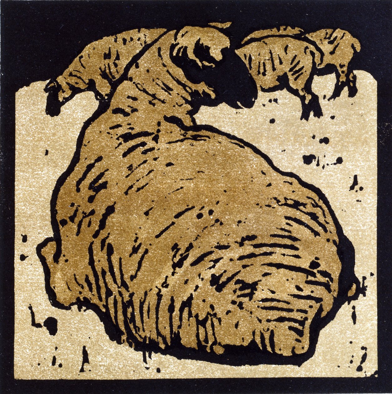 The Simple Sheep ، رسم توضيحي من "The Square Book of Animals" ، نشره William Heinemann بواسطة وليام نيكلسون