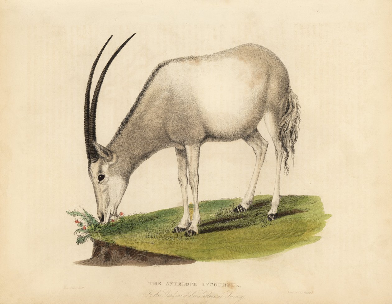 Arabian oryx or white oryx, Oryx leucoryx. Vulnerable. بواسطة وليام سميلي