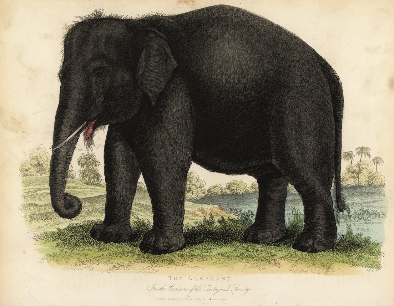 الفيل الآسيوي ، Elephas maximus ، مهدد بالانقراض. بواسطة وليام سميلي