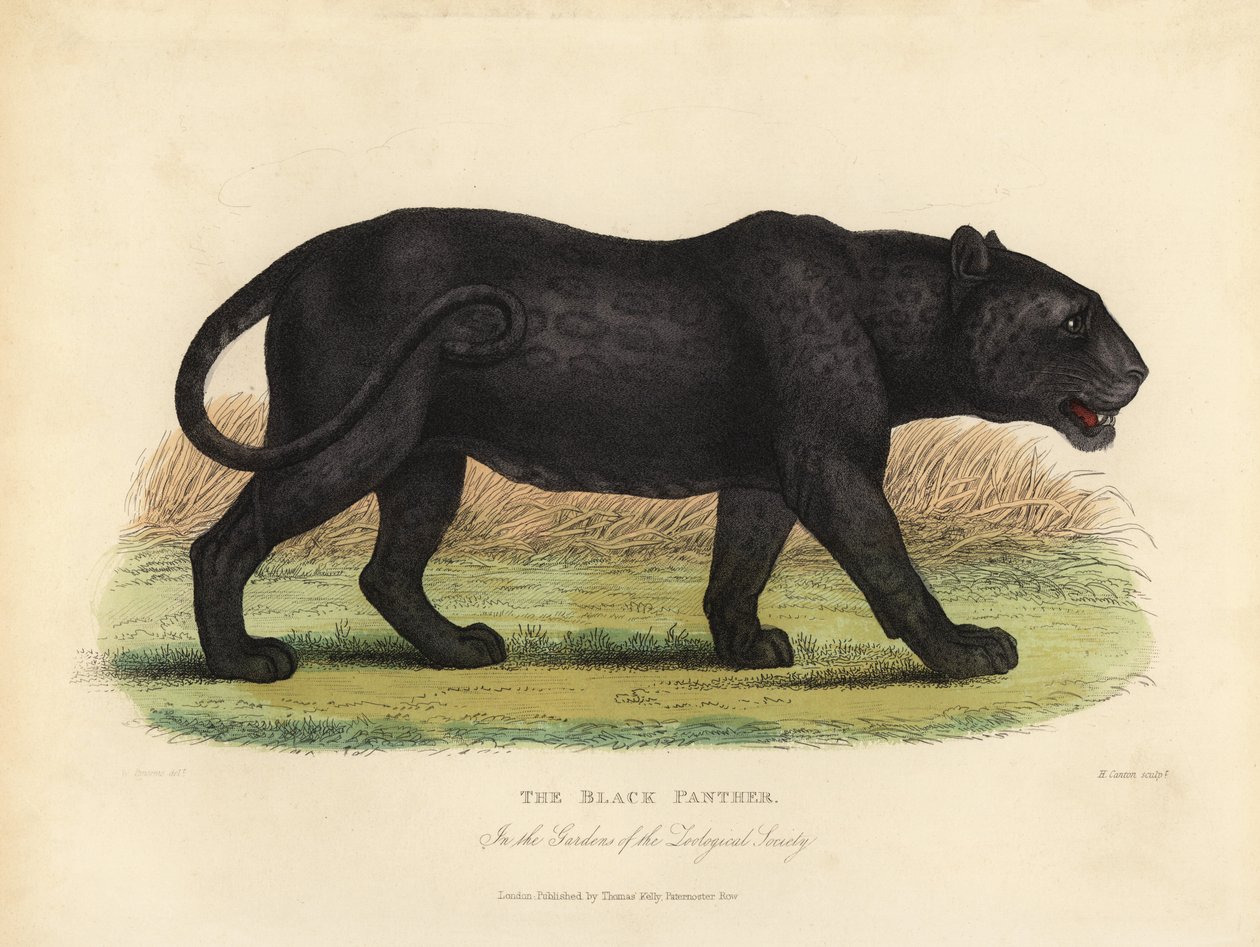 النمر الأسود ، Panthera pardus أو Panthera onca. بواسطة وليام سميلي