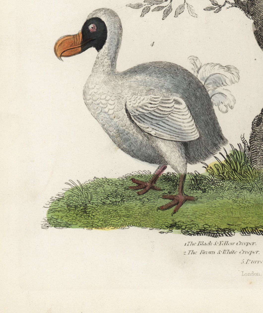 Dodo ، Raphus cucullatus ، طائر منقرض لا يطير (كان سابقًا Didus ineptus). نقش على لوح نحاسي ملون يدويًا بواسطة فنان غير معروف من كتاب ويليام سميلي للتاريخ الطبيعي. بواسطة وليام سميلي