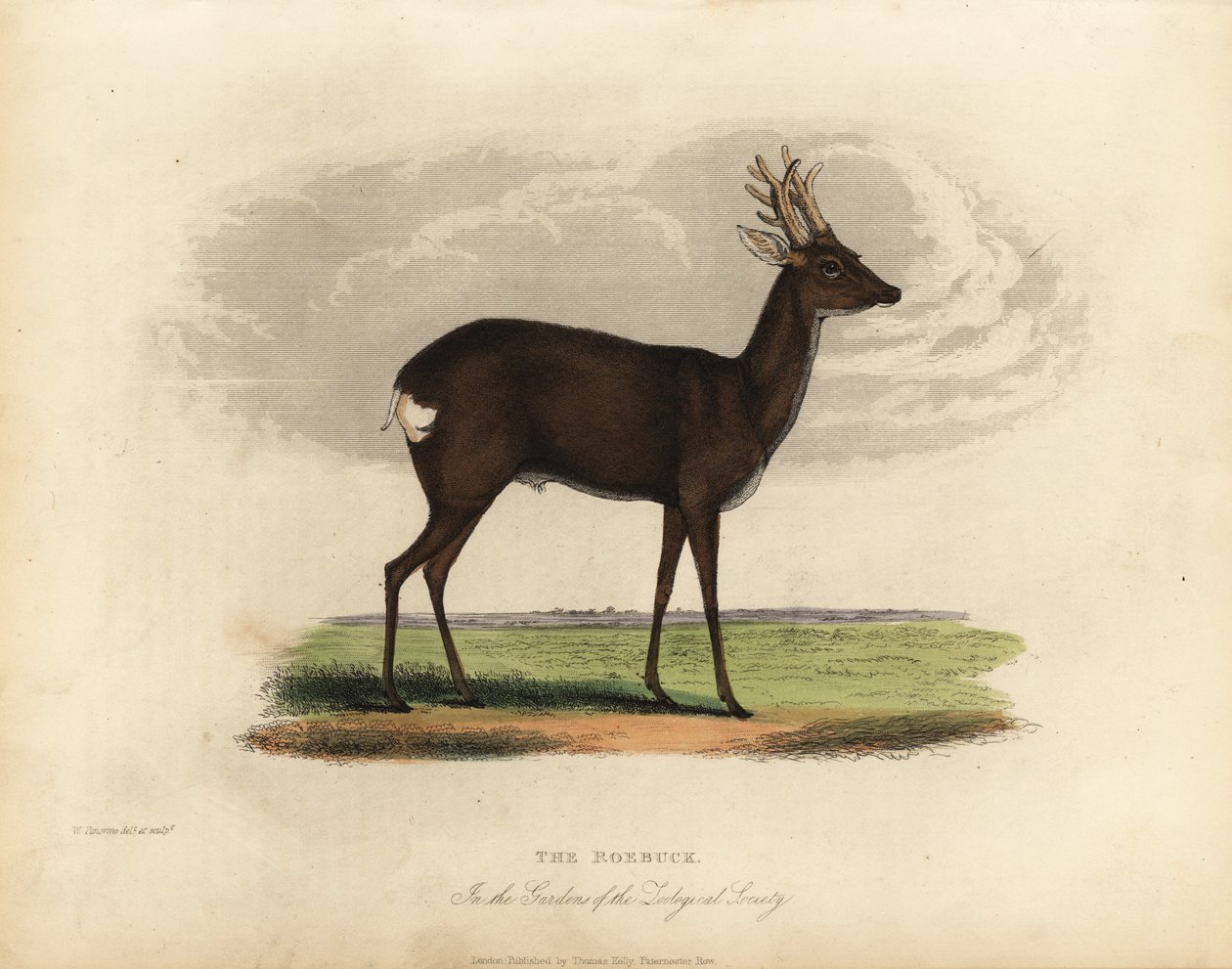 أيل اليحمور الأوروبي ، Capreolus capreolus. بواسطة وليام سميلي
