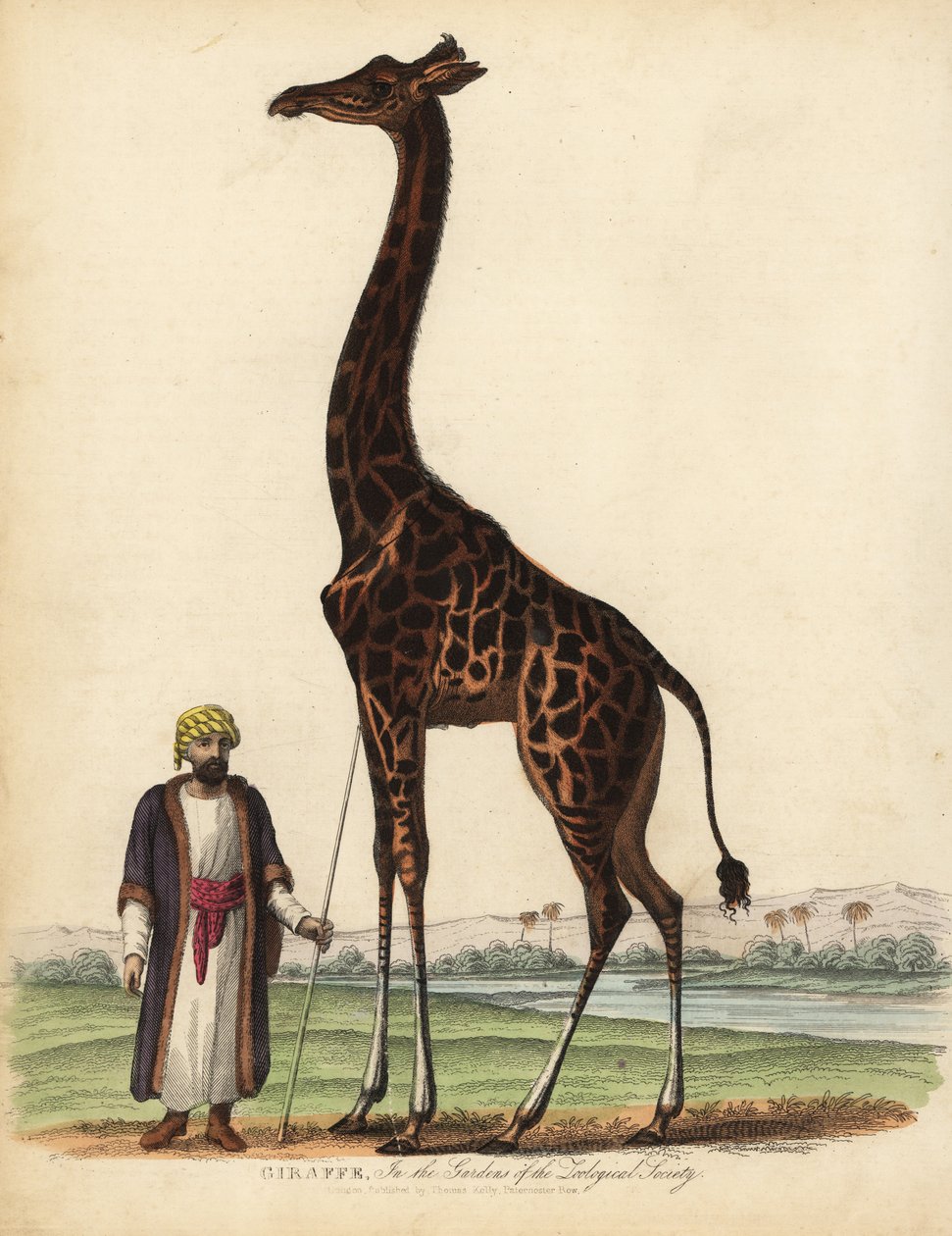 الزرافة ، الزرافة camelopardalis. بواسطة وليام سميلي