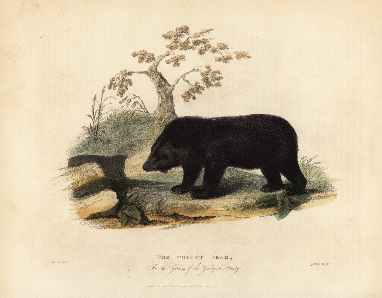 دب الهيمالايا الأسود ، Ursus thibetanus laniger. بواسطة وليام سميلي