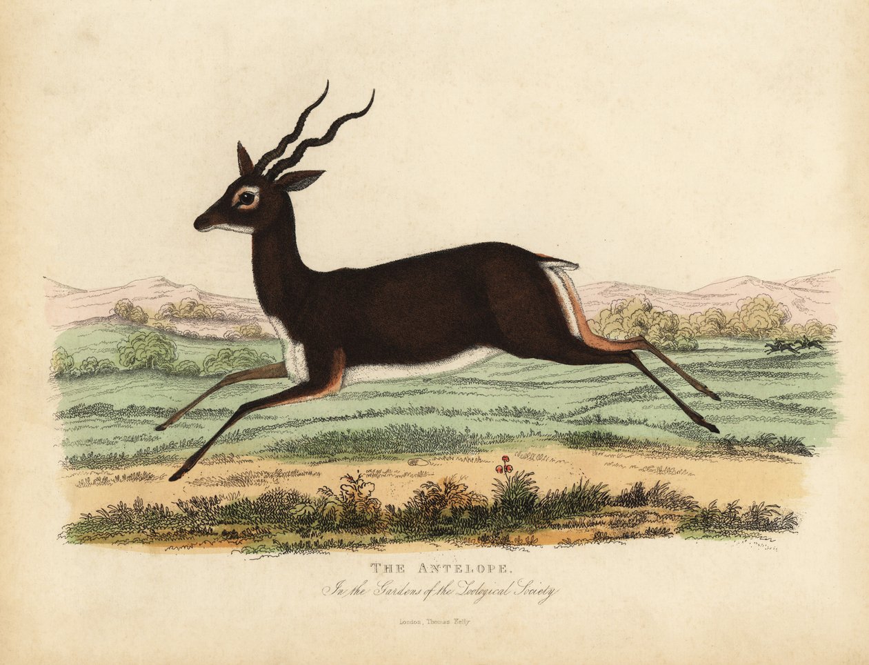 Indian antelope or blackbuck, Antilope cervicapra. بواسطة وليام سميلي