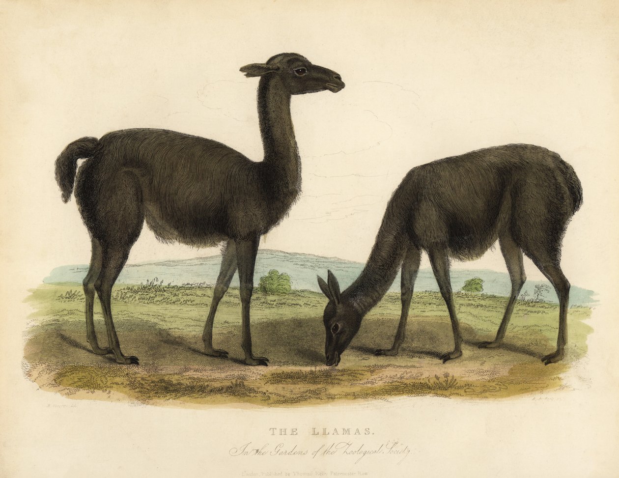 Llama, Lama glama. بواسطة وليام سميلي
