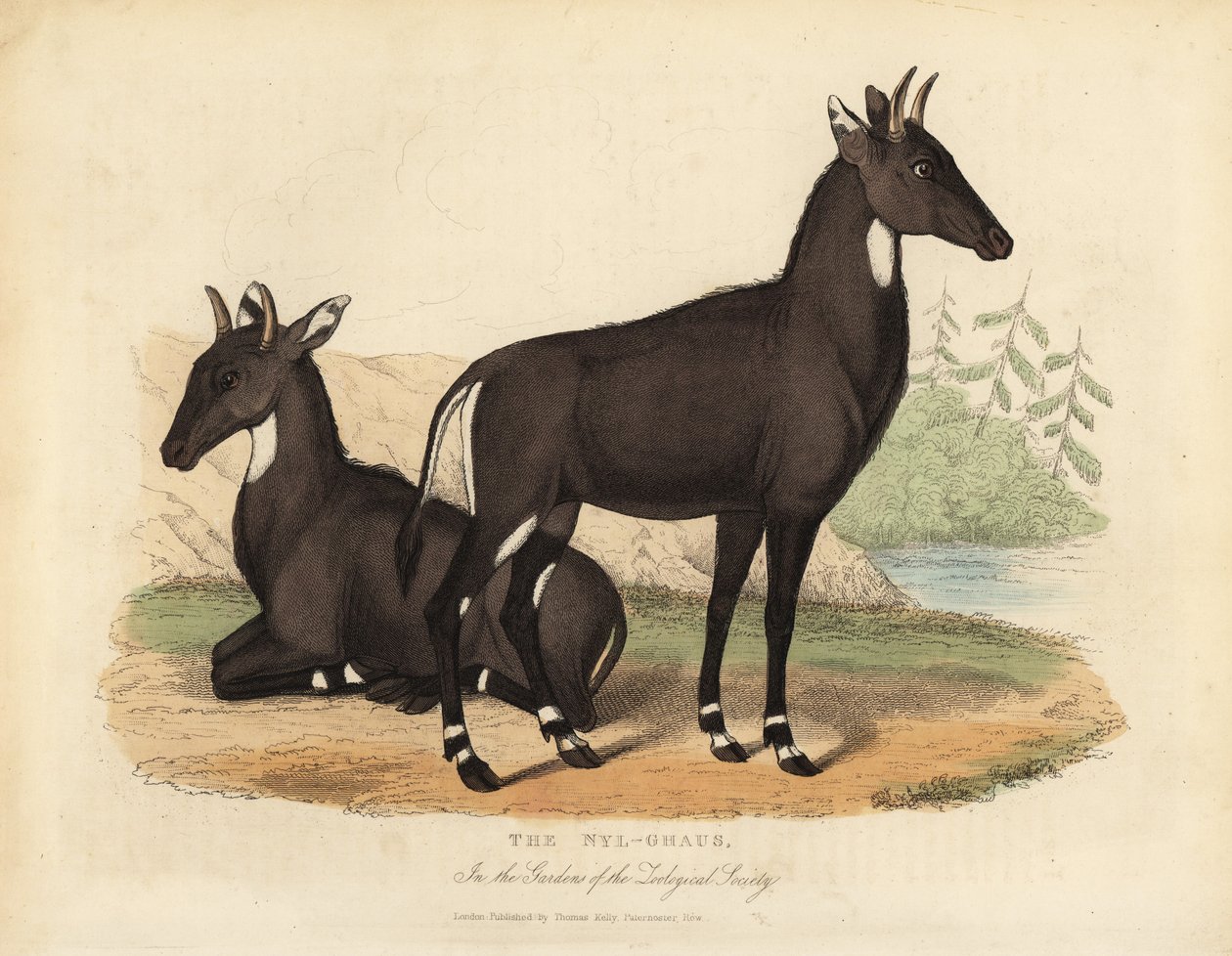 Nilgai أو الثور الأزرق Boselaphus tragocamelus. بواسطة وليام سميلي