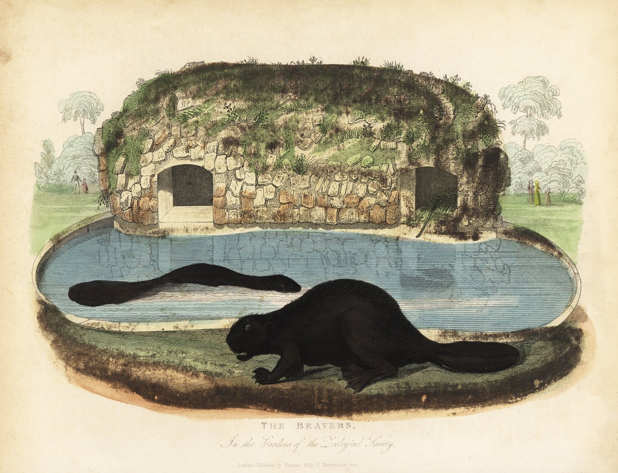 قندس أمريكا الشمالية ، Castor canadensis. بواسطة وليام سميلي