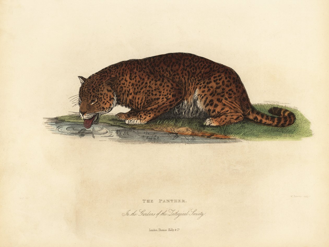النمر ، Panthera pardus أو Panthera onca. بواسطة وليام سميلي