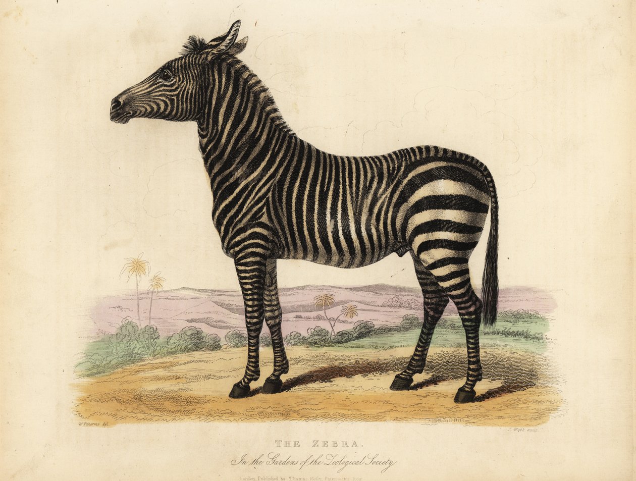 حمار وحشي السهول ، Equus quagga. بواسطة وليام سميلي