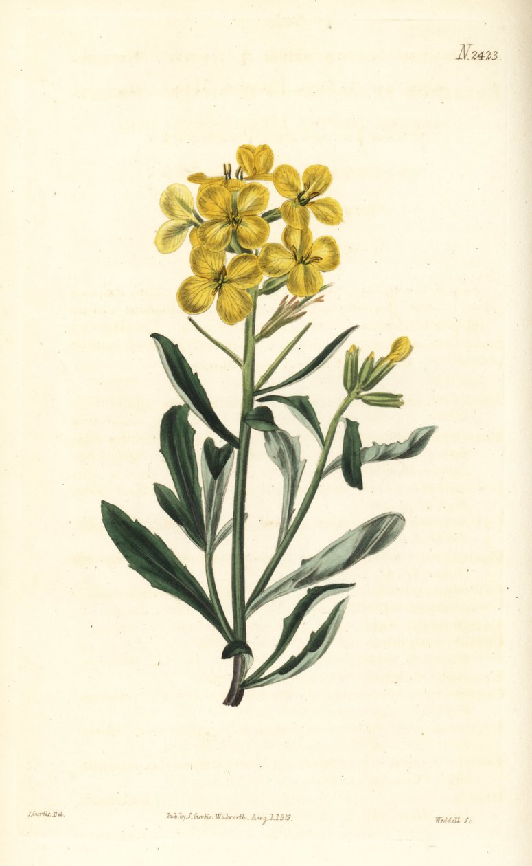 رائحة زهرة الجدار ذات الرائحة الكريهة ، Erysimum odoratum (خردل التحوط الألبي الحلو المعطر ، Erysium lanceolatum ناقص). نقش على لوح نحاسي ملون يدويًا بواسطة Weddell بعد رسم توضيحي نباتي بواسطة John Curtis من مجلة William Curtis النباتية ، Samuel Curtis ، ل بواسطة وليام سميلي