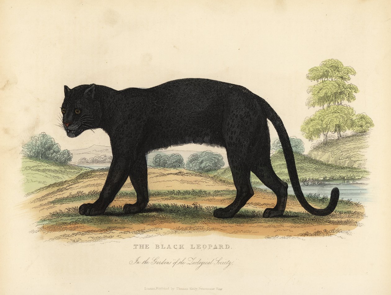 The Black Leopard, Panthera pardus. بواسطة وليام سميلي