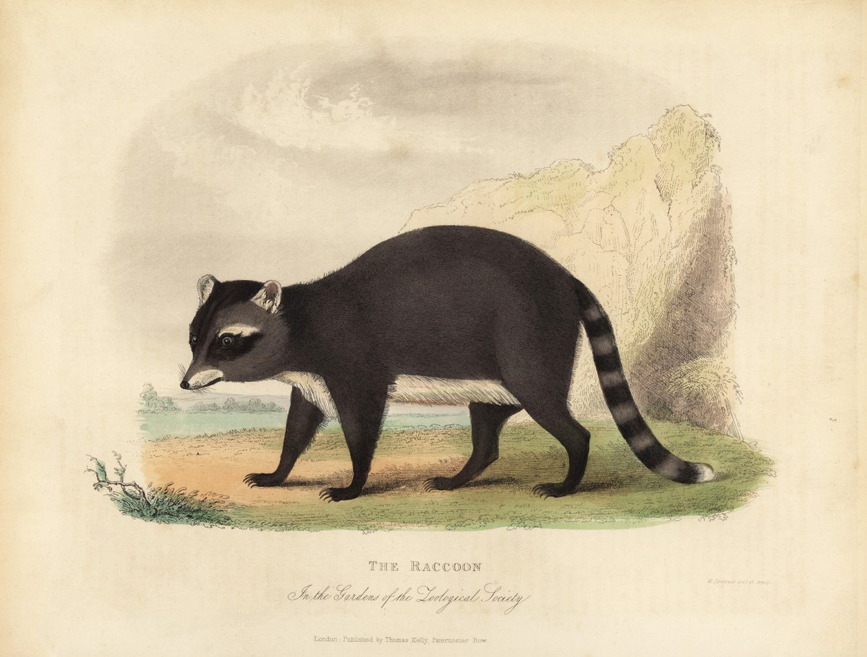 The Raccoon, Procyon lotor. بواسطة وليام سميلي