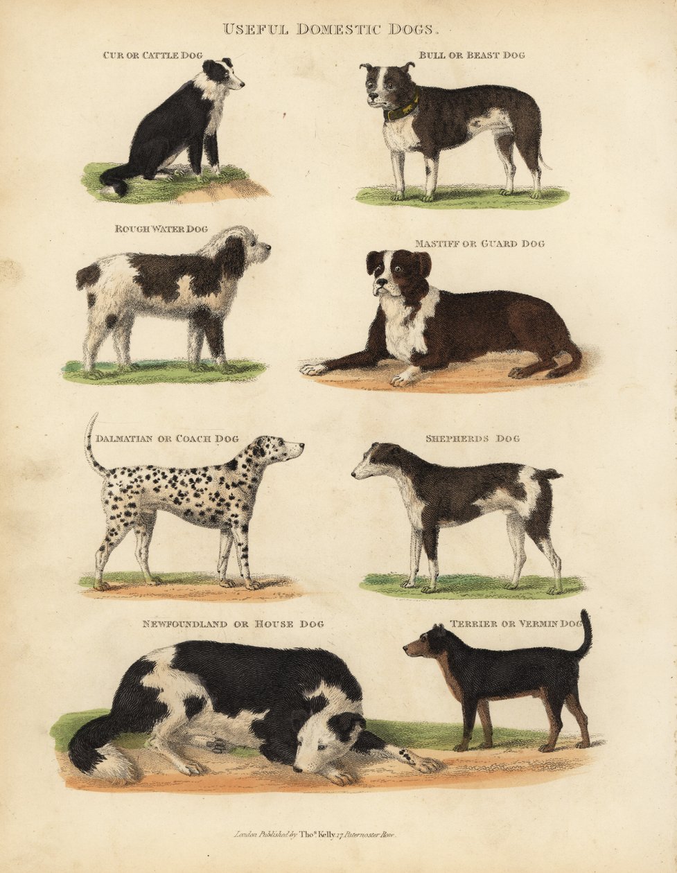 Useful Domestic Dogs, Canis lupus familiaris. بواسطة وليام سميلي