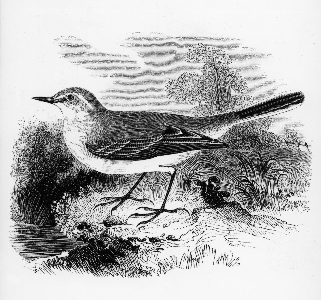 Ray Wagtail ، رسم توضيحي من "تاريخ الطيور البريطانية" بقلم ويليام ياريل ، نشر لأول مرة عام 1843 بواسطة وليام ياريل