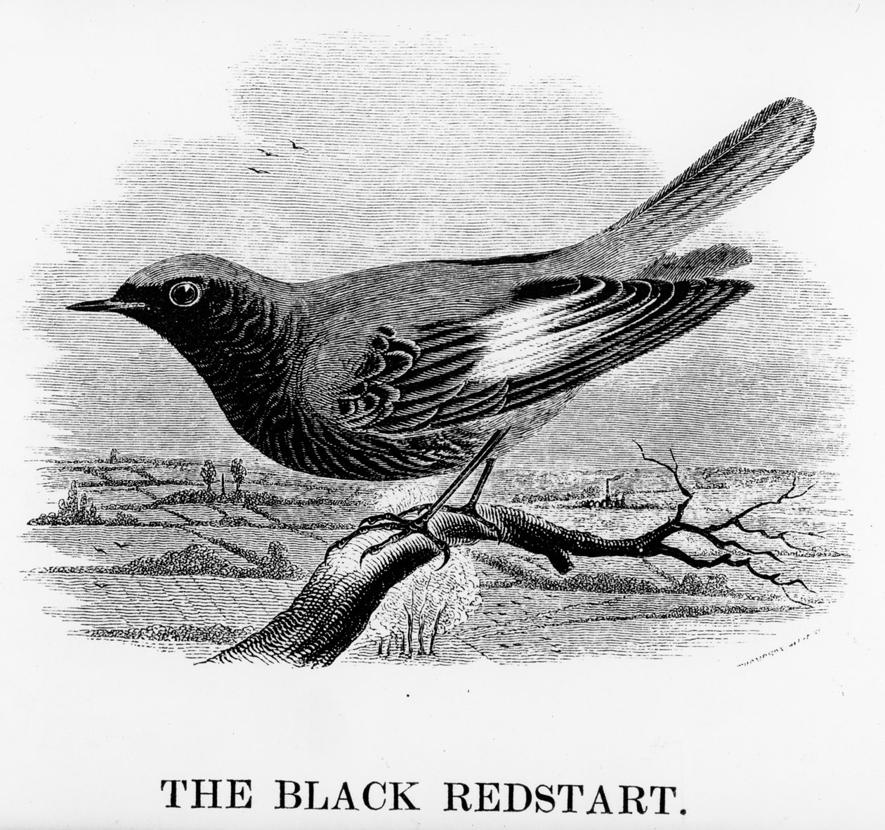 The Red Redstart ، توضيح من "تاريخ الطيور البريطانية" بقلم ويليام ياريل ، نُشر لأول مرة عام 1843 (قطع خشبية) بواسطة وليام ياريل
