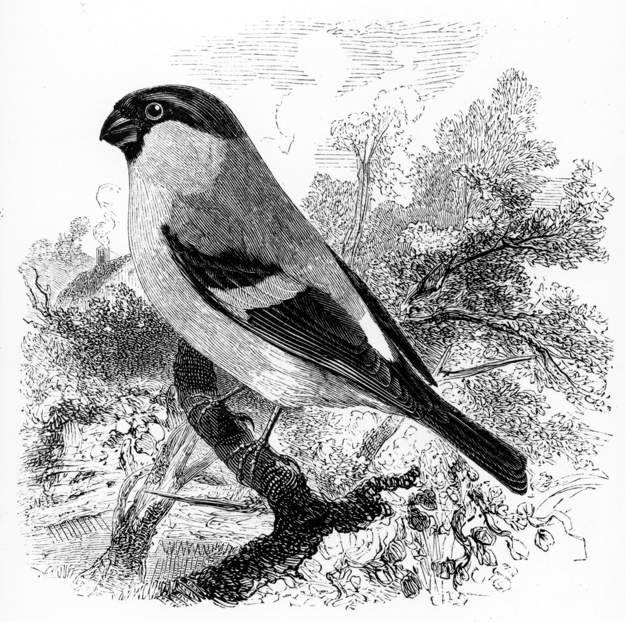 The Bullfinch ، رسم توضيحي من "تاريخ الطيور البريطانية" بقلم ويليام ياريل ، نشر لأول مرة عام 1843 بواسطة وليام ياريل