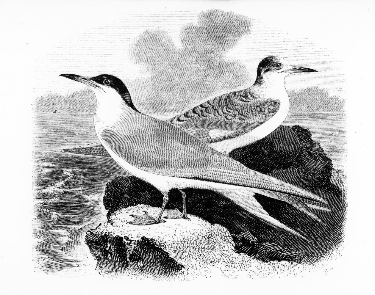 The Common Tern ، توضيح من "تاريخ الطيور البريطانية" بقلم ويليام ياريل ، نشر لأول مرة عام 1843 بواسطة وليام ياريل