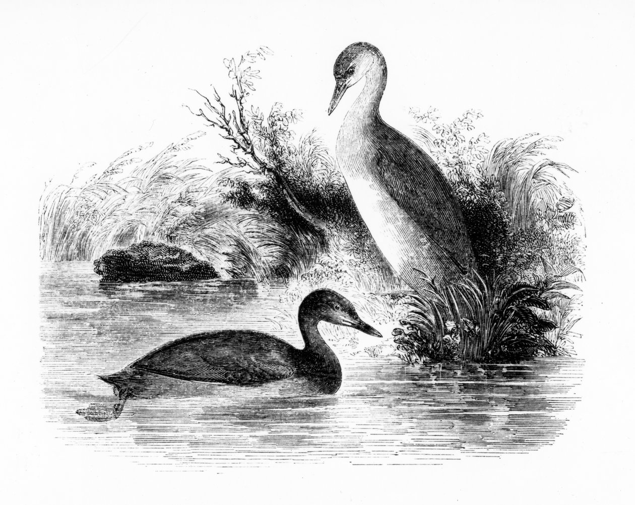 The Little Grebe ، أو Dabchick ، توضيح من "تاريخ الطيور البريطانية" بقلم ويليام ياريل ، نُشر لأول مرة عام 1843 بواسطة وليام ياريل