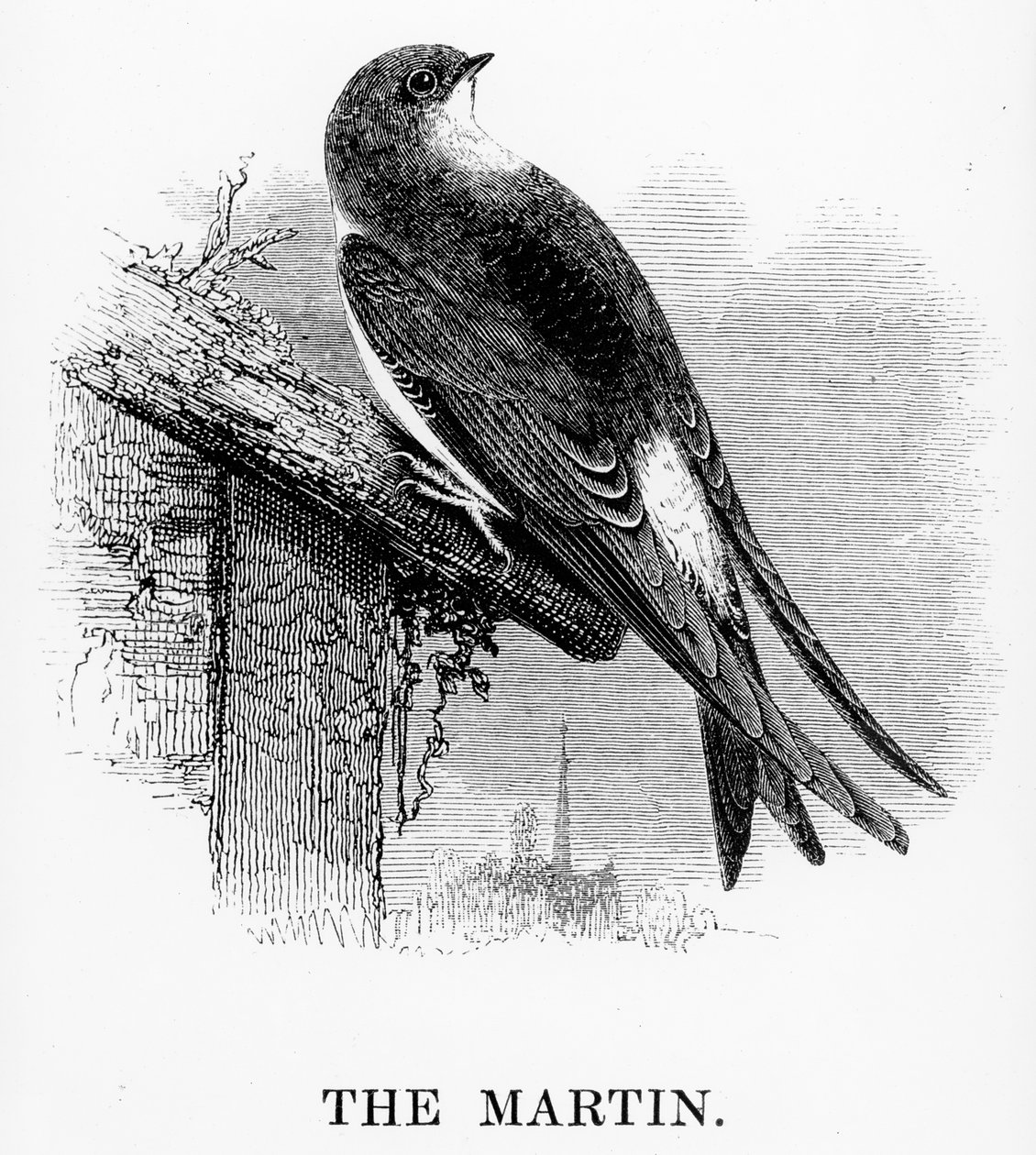 مارتن ، رسم توضيحي من "تاريخ الطيور البريطانية" بقلم ويليام ياريل ، نُشر لأول مرة عام 1843 بواسطة وليام ياريل