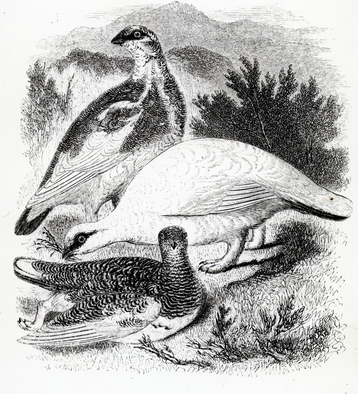 ال Ptarmigan ، التوضيح من "تاريخ الطيور البريطانية" بقلم ويليام ياريل ، نشر لأول مرة عام 1843 بواسطة وليام ياريل