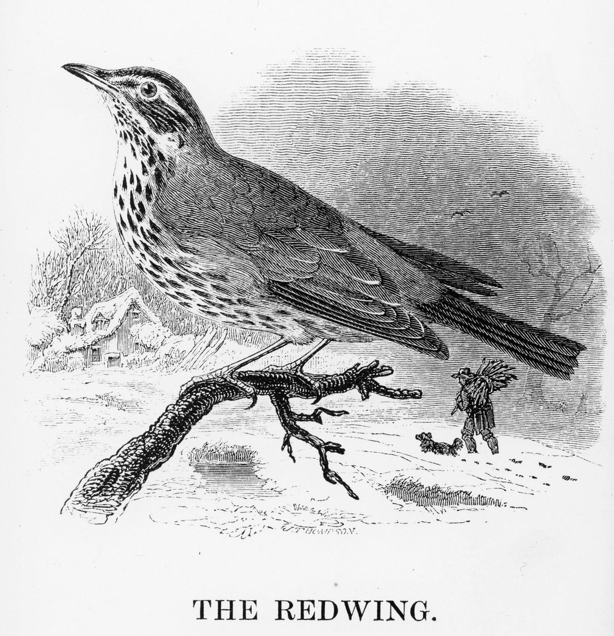 The Redwing ، رسم توضيحي من "تاريخ الطيور البريطانية" بقلم ويليام ياريل ، نُشر لأول مرة عام 1843 بواسطة وليام ياريل
