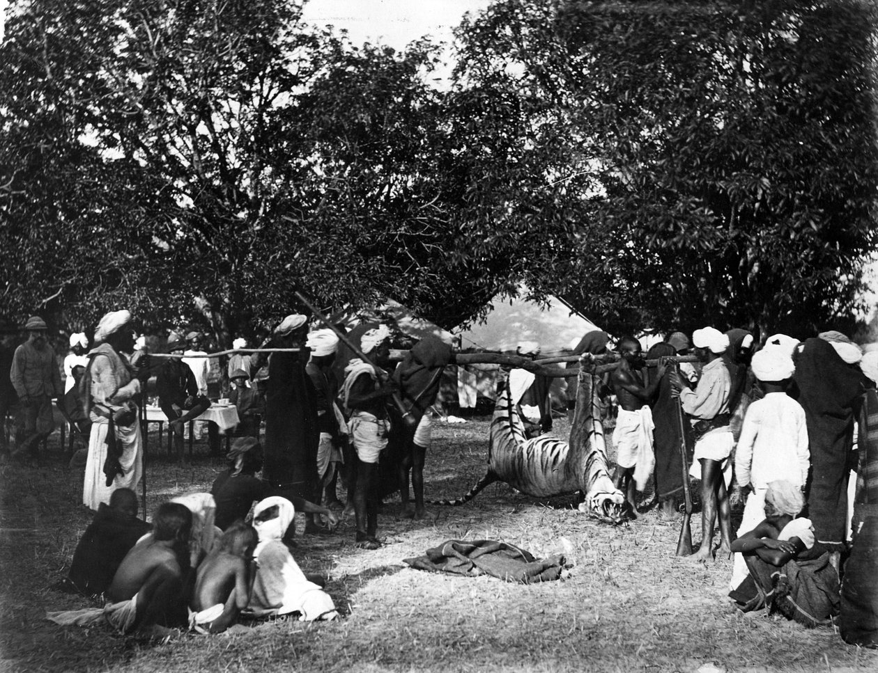 صيد النمر في الهند ، 1870s بواسطة ويلوبي والاس هوبر