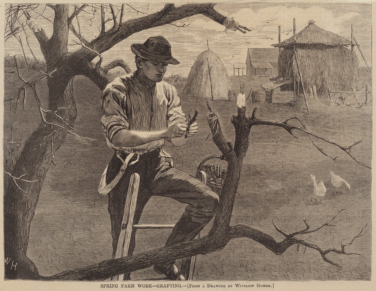 Spring Farm Work - التطعيم ، تم نشره عام 1870. بواسطة وينسلو هومر