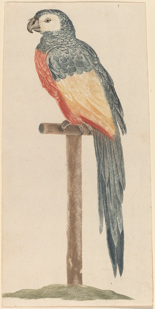 ببغاء ، 1680s1690. بواسطة ورشة عمل يوهان تيلر