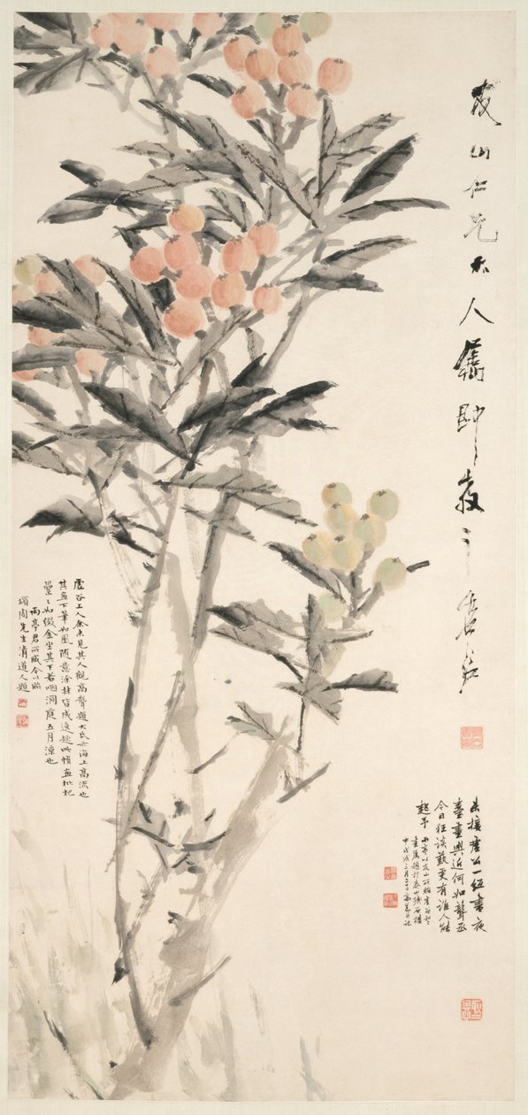 Pipa Loquats ، ج. 1888-1889. بواسطة Xugu