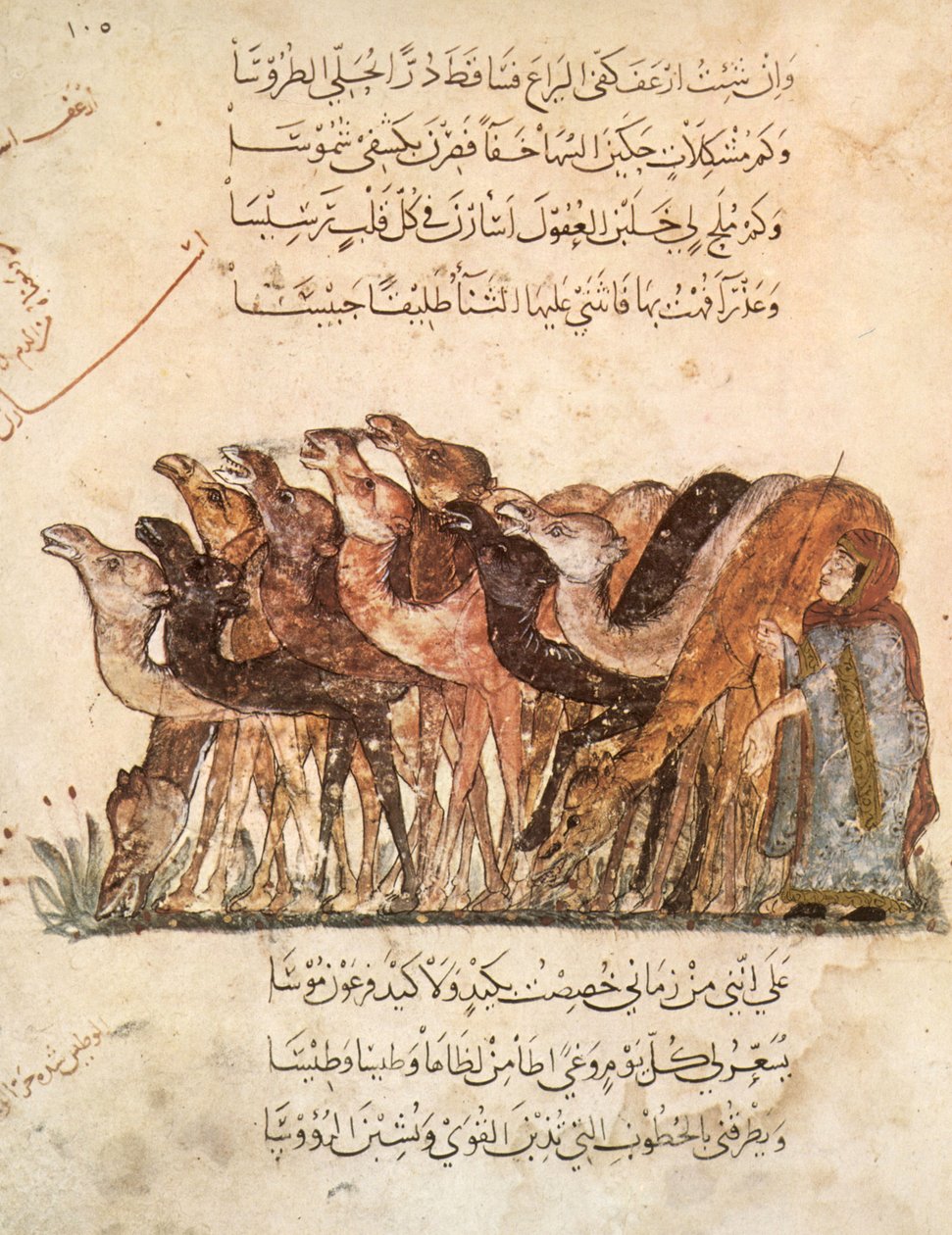 السيدة عر 5847 و 101 ، قطيع من الجمال من المقامات ، الحريري ، ج .1240 (انظر أيضًا 1258010) بواسطة يحيى بن محمود الواسطي