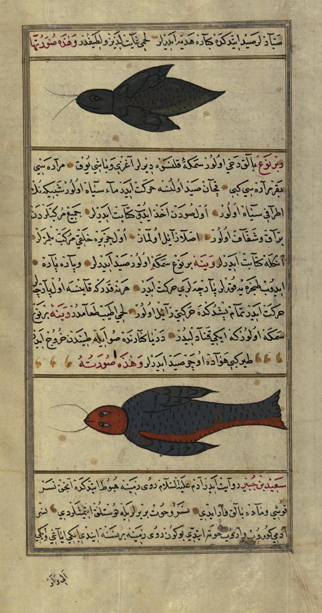 سمكتان غريبتان من بحار فينه بواسطة زكريا القزويني