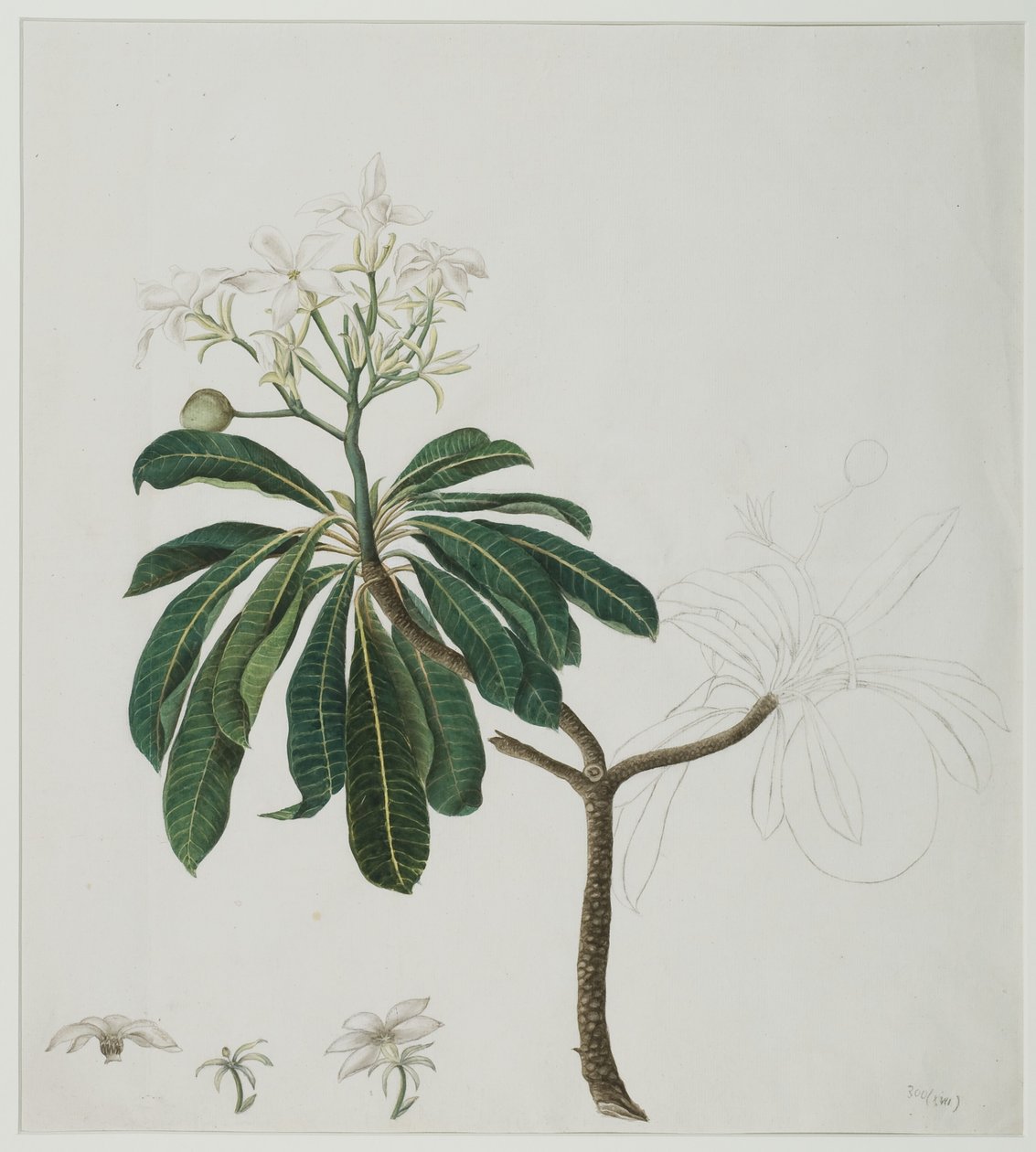 سيربيرا مانجاس ل. ، 1787 (مرحاض على ورق) بواسطة زين الدين عطار الى زين الدين اتر. ل