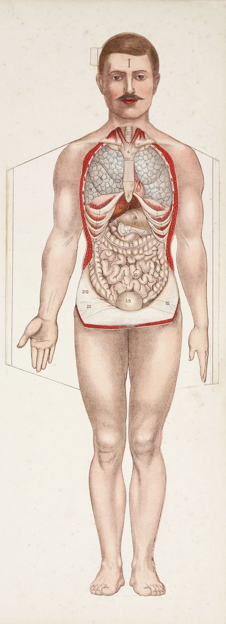 Anatomical Figures The internal organs, late 19th-early 20th century بواسطة فريدريك (المرتبط ب) بارنارد