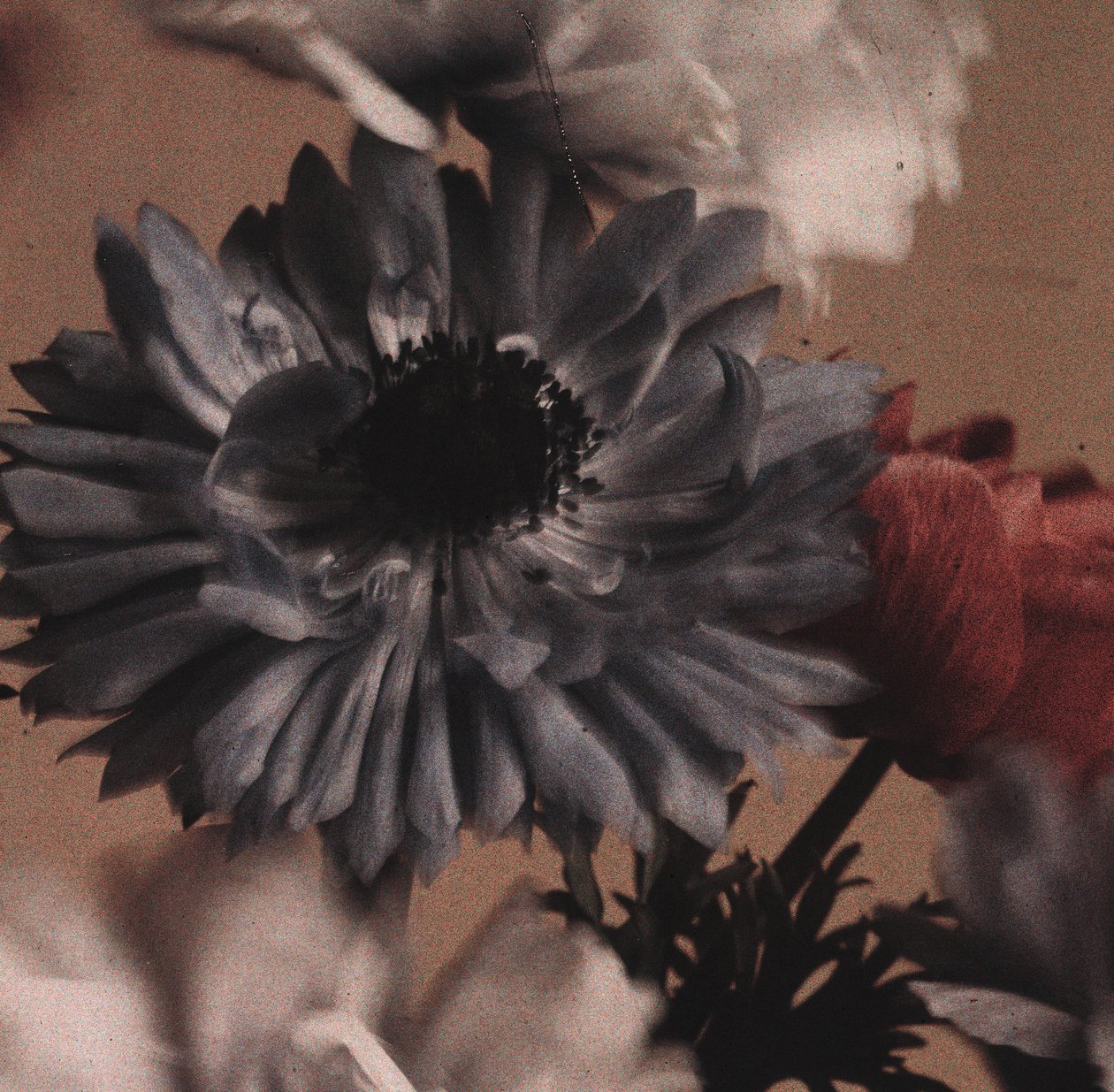 "Anemones" (Anemone flowers) بواسطة فريدريك (المرتبط ب) بارنارد