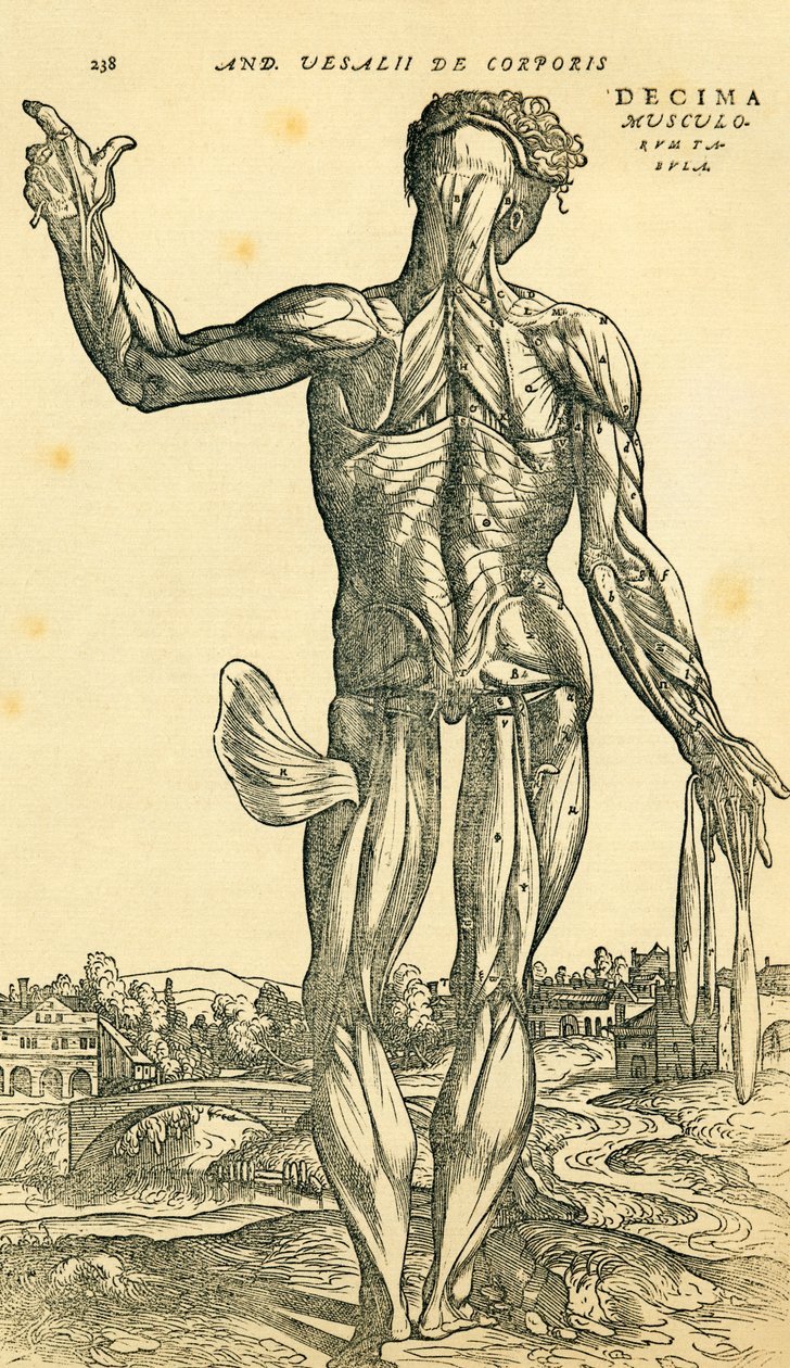 Back of male human body, an anatomical study originally published in De Humani Corporis Fabrica Libri Septem (on the fabric of the human body in seven books) by Andreas Vesalius, published Basel بواسطة فرديناند جورج والدمولر