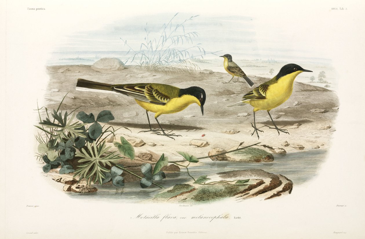 Black-headed yellow wagtails, Black Sea area بواسطة ريتشارد (بعد) داد