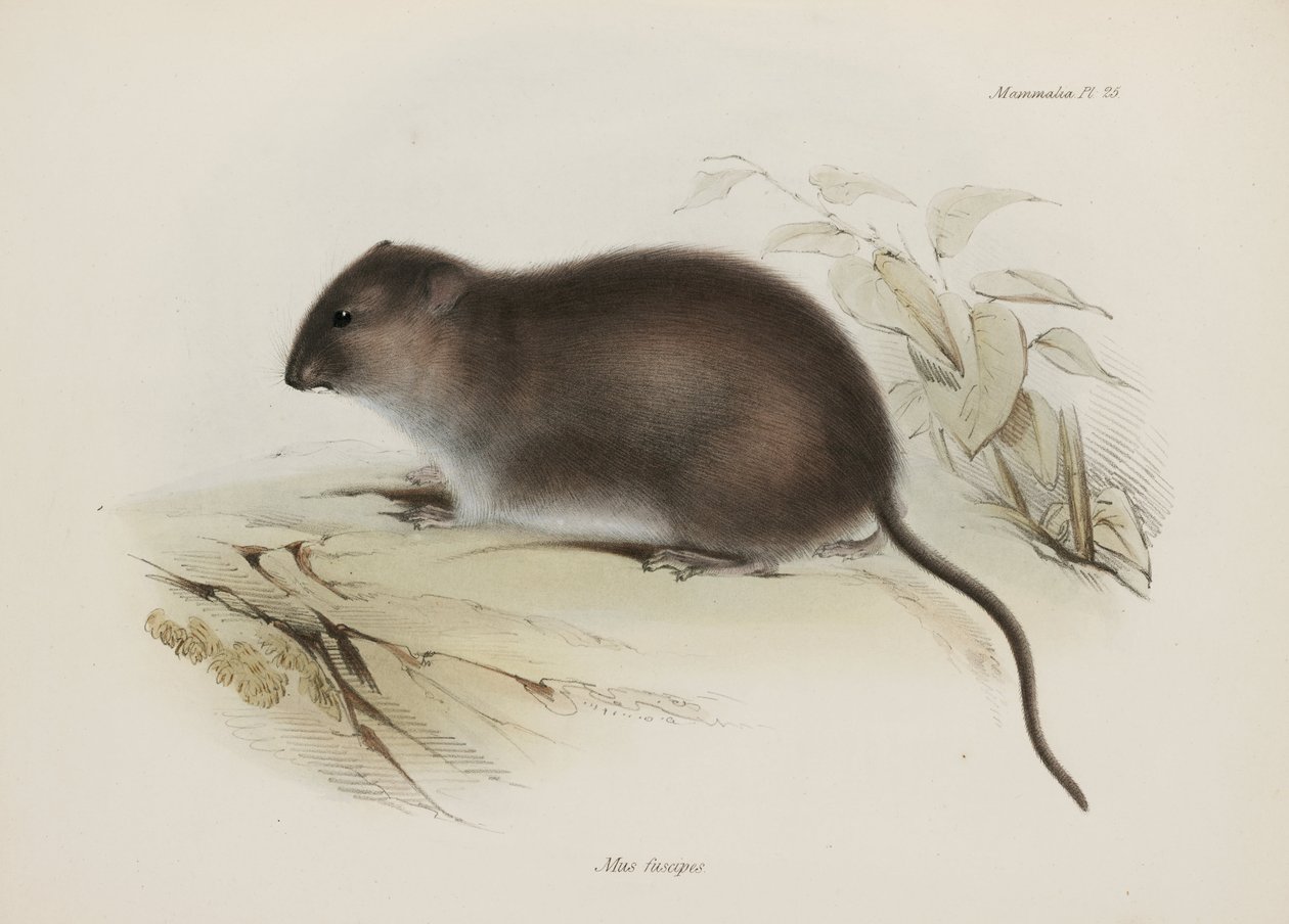 Bush or brown-footed rat, Australia, c 1832-1836 بواسطة ريتشارد (بعد) داد