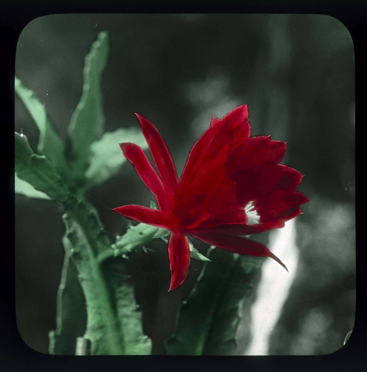 "Cactus" بواسطة فريدريك (المرتبط ب) بارنارد
