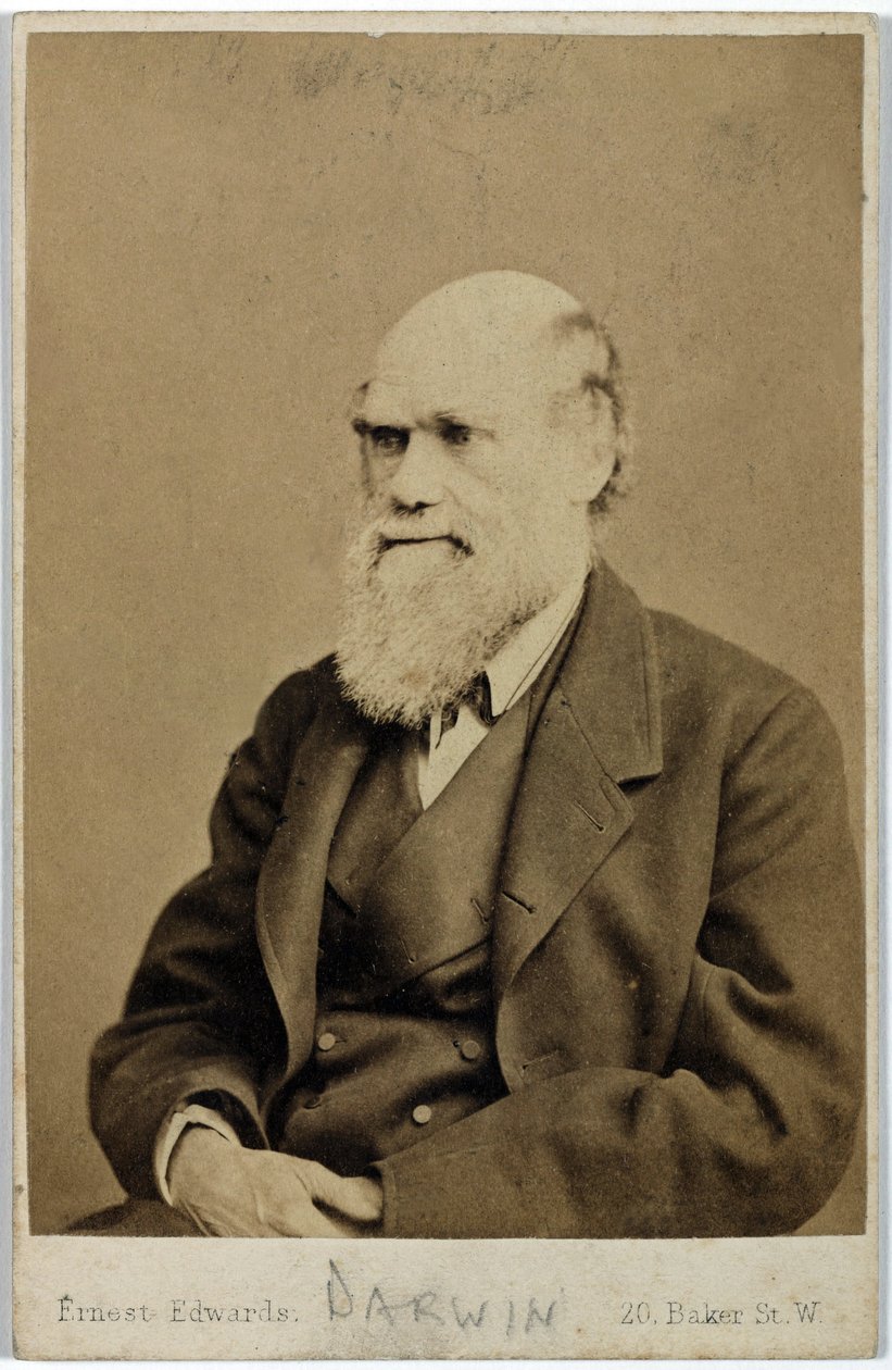 Charles Darwin, English naturalist, c 1870s بواسطة فرديناند جورج والدمولر