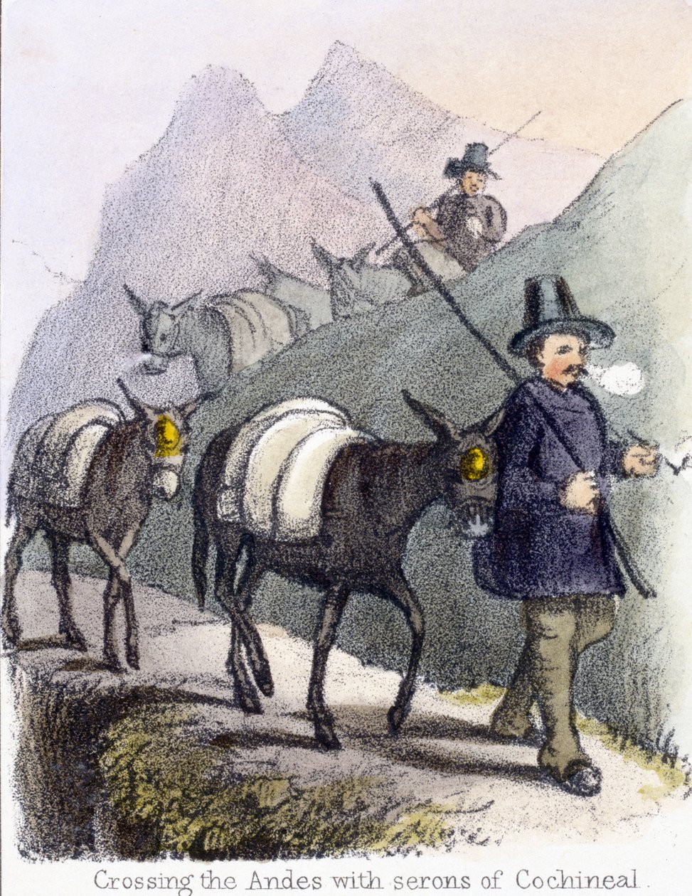 Crossing the Andes with serons of Cochineal